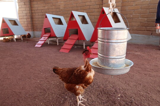 GALLINA 