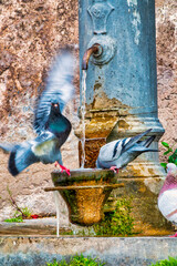 Pigeons Drinking at a Nasone