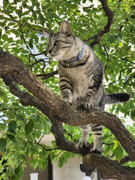 cat sigth seeing
