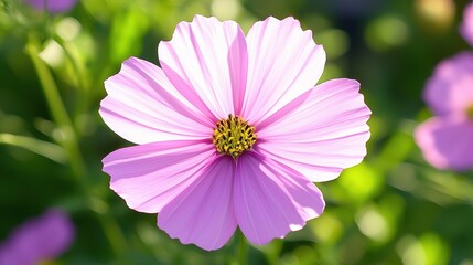 Obraz premium Closeup Pink Cosmos Flower in Sunlight