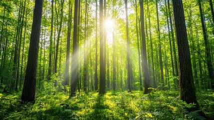 Obraz premium Sunbeams Through Deciduous Forest