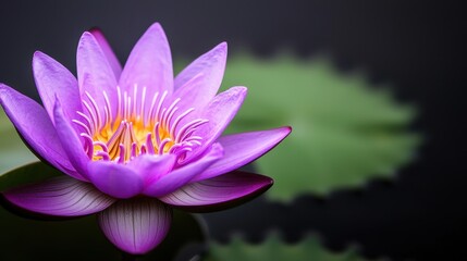 Purple Water Lily Flower Close Up Macro Photography