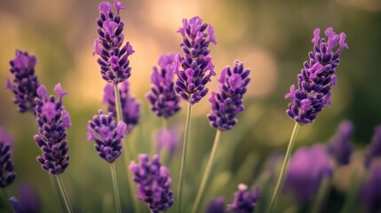 Obraz premium Close-up of purple lavender flowers blooming in a field.