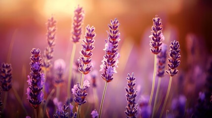 Fototapeta premium Close-up of purple lavender flowers with a soft sunset glow in the background.