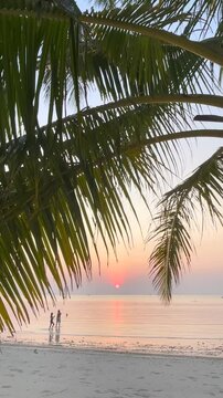palm trees at sunset