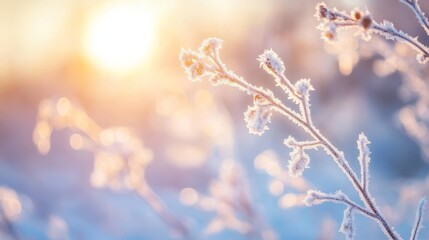 Naklejka premium Glistening frozen twigs covered in hoarfrost illuminate a serene winter landscape with sun flare