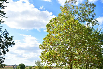 Obraz premium White Clouds in a Blue Sky Over a Sycamore Tree