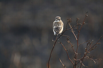 White Browed Bush Chat