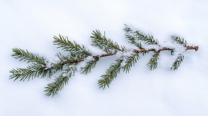 Obraz premium A stunning fir branch elegantly resting on a pristine blanket of soft, white snow in winter.