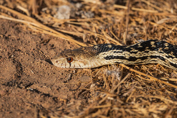 Gopher Snake close up.  Photographed in Simi Valley California.
