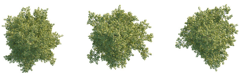 Alnus cremastogyne tree plan top view png cutout isolate transparent background