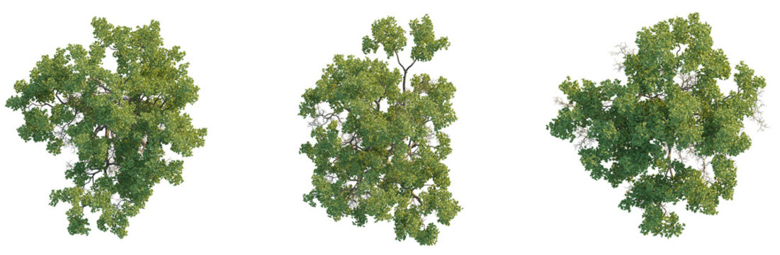 Quercus faginea tree plan top view png cutout isolate	transparent background