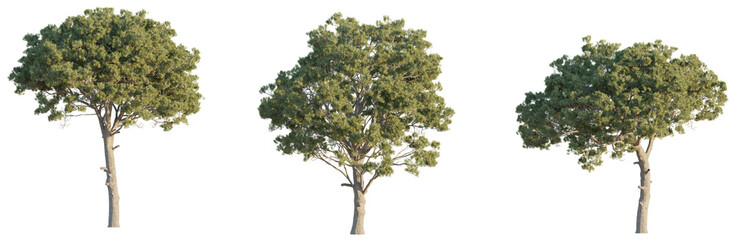 Fototapeta premium Staphylea colchica tree 4k png cutout