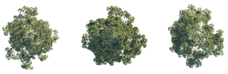 Obraz premium Pinus brutia tree plan top view png cutout isolate 