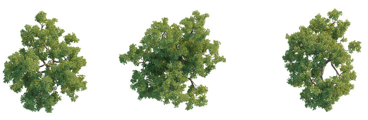 Quercus faginea tree plan top view png cutout isolate	