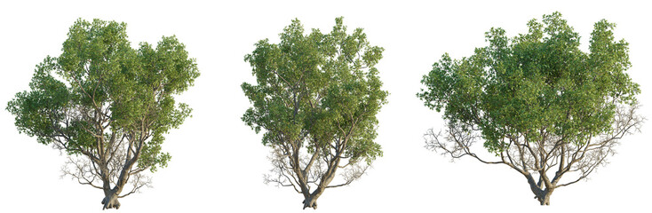 Quercus faginea tree 4k png cutout isolate transparent background