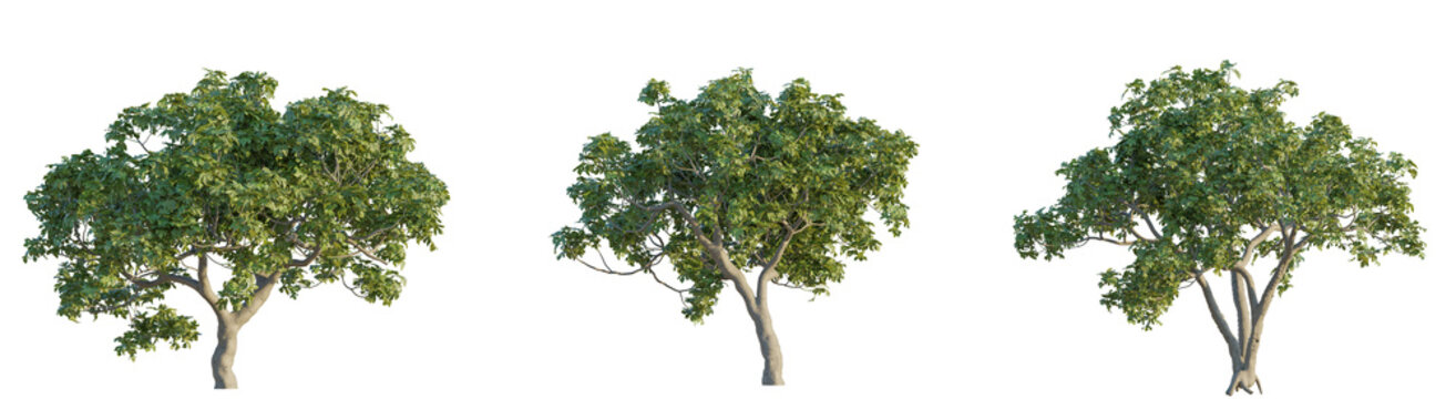 Ficus carica tree 4k png cutout isolate
