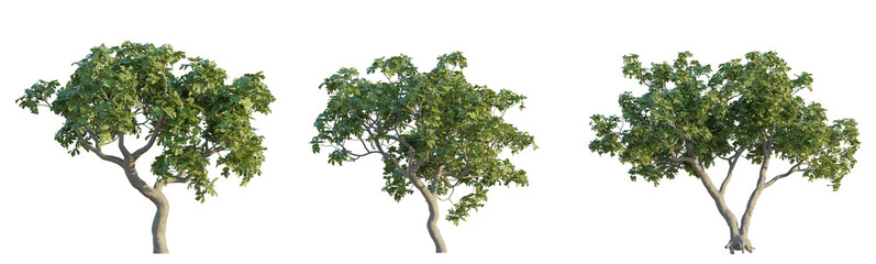 Obraz premium Ficus carica tree 4k png cutout isolate transparent background