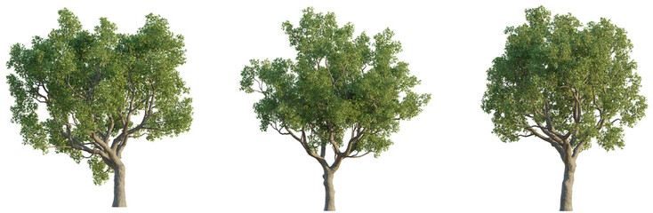 Quercus faginea tree 4k png cutout isolate