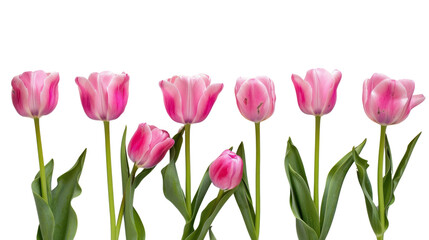 Bouquet of tulips flower frame on transparent background