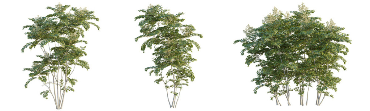 Aralia spinosa tree 4k png cutout isolate transaprent background