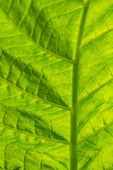 green leaves for wallpaper or desktop, with diffuse botanical texture background and full of life, intense colors and natural geometries