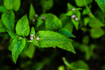 green leaves for wallpaper or desktop, with diffuse botanical texture background and full of life, intense colors and natural geometries