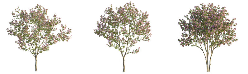 Obraz premium Lagerstroemia micrantha tree 4k png cutout isolate