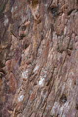 tree trunk texture with stumps and thick wood shapes, giving a feeling of rusticity and natural structure with strong life in natural light