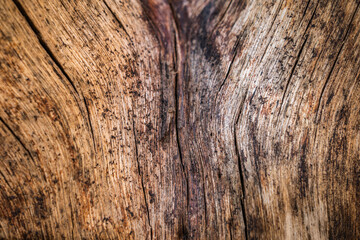 Wood texture full background with lines of cuts and scratches of the tree in the form of a board for wall or furniture or floors of a rustic architecture with geometries