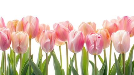 Fototapeta premium Bouquet of tulips flower frame on transparent background