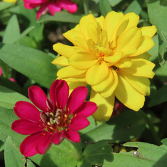 日本で夏にヒャクニチソウがカラフルな花を咲かせています