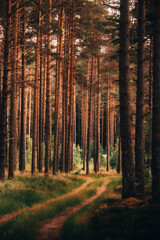 Obraz premium autumn forest in the morning