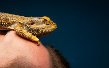 portrait of bearded agama lizard close-up isolated