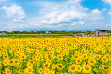 Zama Sunflower Festival 2023 - August Events in Kanagawa