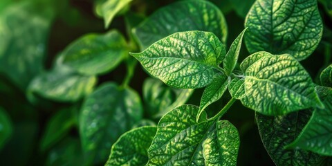 Obraz premium Indications of fungal disease on potato foliage