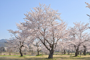 嵐山の桜
