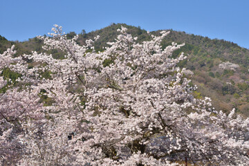 嵐山の桜