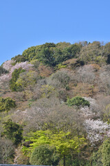 嵐山の桜