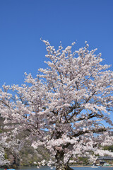 嵐山の桜