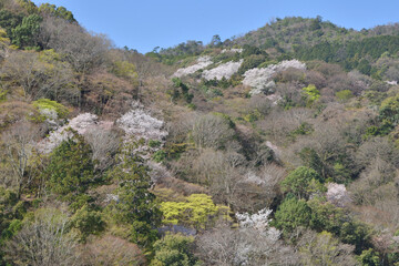 嵐山の桜