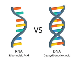 comparison of RNA or ribonucleic acid to DNA or deoxyribonucleic acid