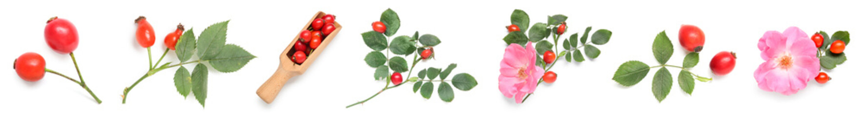 Set of rose hip berries with flowers on white background, top view