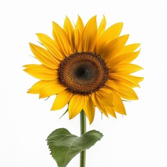 Obraz premium a vibrant yellow sunflower in full bloom