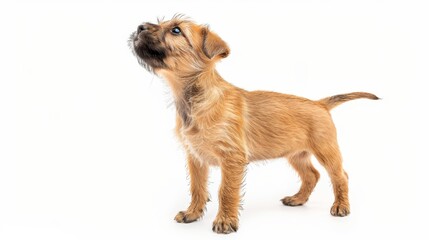 Border Terrier puppy standing 
