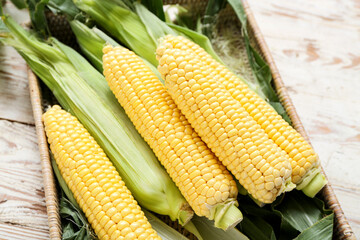 Wicker basket with fresh corn cobs on white wooden table, closeup