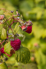 ripe raspberries on the branches in the garden in the morning