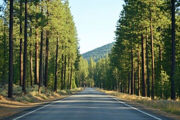 Fototapeta premium Empty road lined with towering pine trees, peaceful and isolated