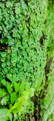 adiantum Capillus-veneris, black maidenhair fern, capelvenere, felce, ferns,