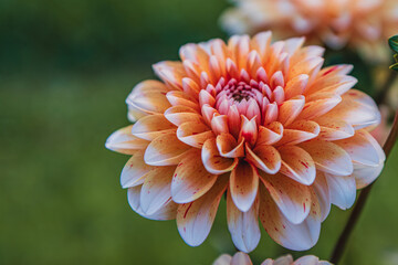 close up Beautiful peach dahlias blooming in a sunny garden © mykhailo